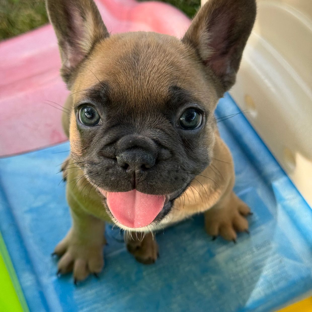Happy French Bulldog puppy sitting with tongue out on colorful play equipment.