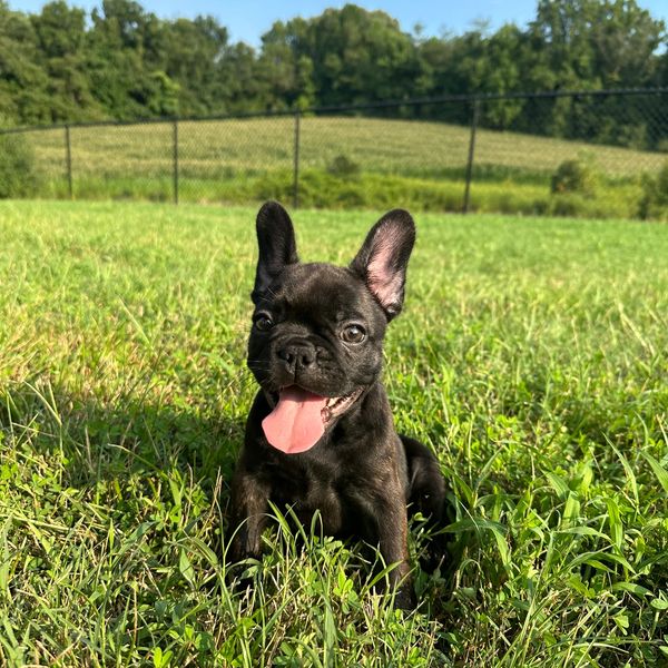 Happy black French bulldog puppy sitting in grass.