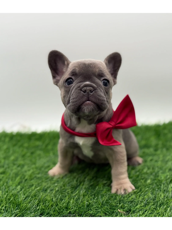 French bulldog puppies for sale in maryland