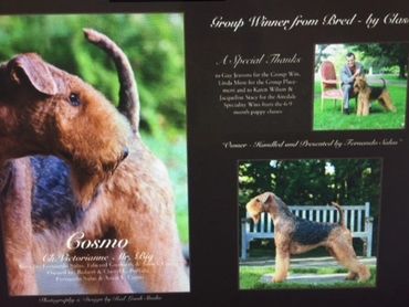 Bronze Grand Champion GCHB Victorianne Mr. Big