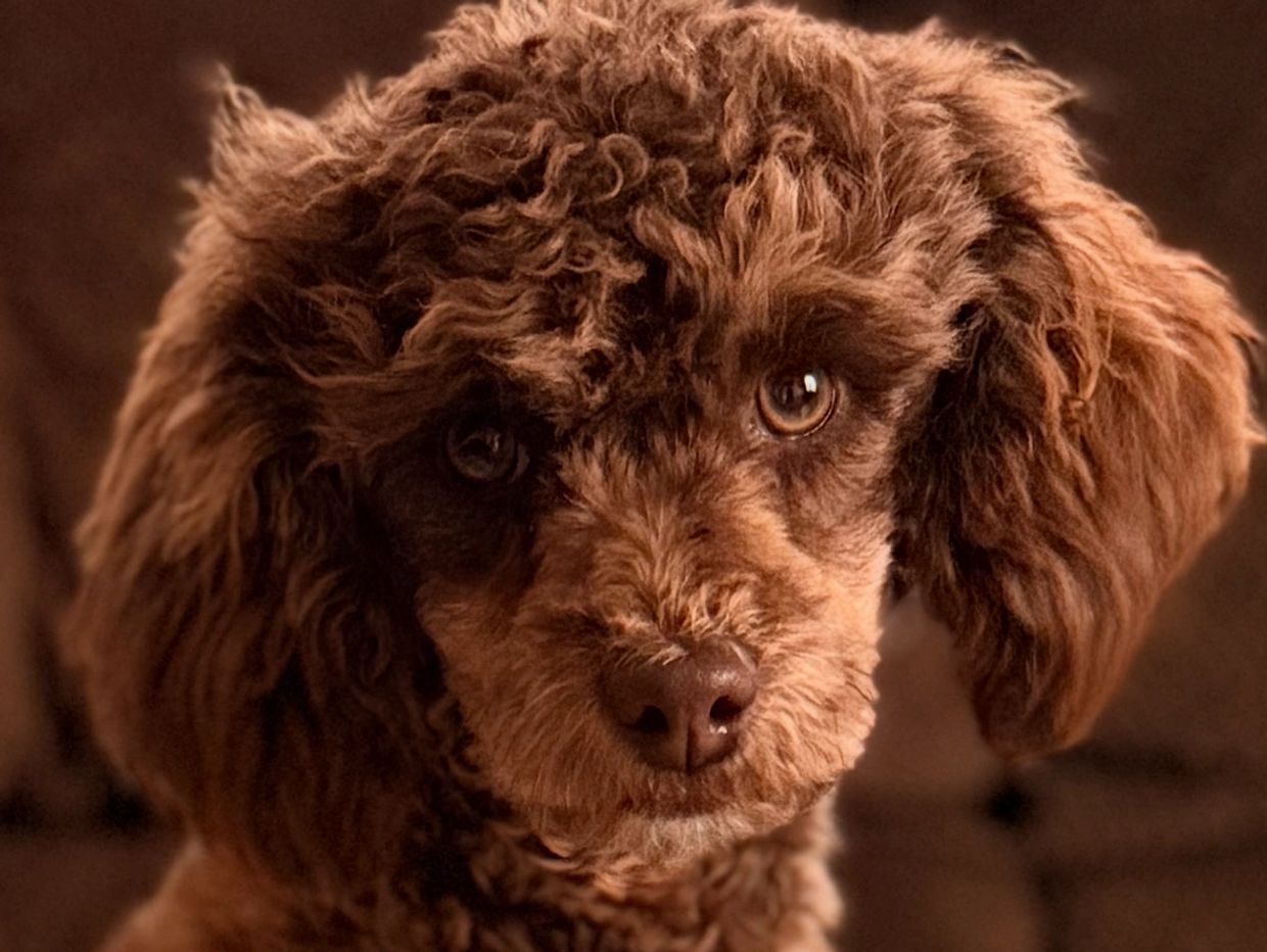 Close-up of a brown curly-haired puppy with soulful eyes.