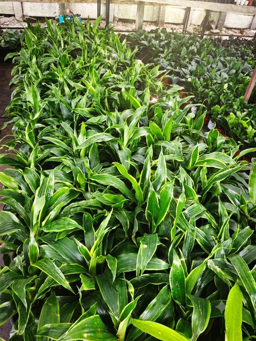 Dracaena reflexa