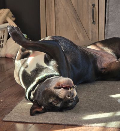 Misty enjoying Reiki, animal reiki, communications, healing