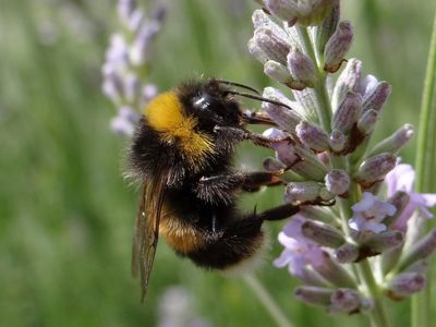Bumblebee collecting nectar from a lavender flower.