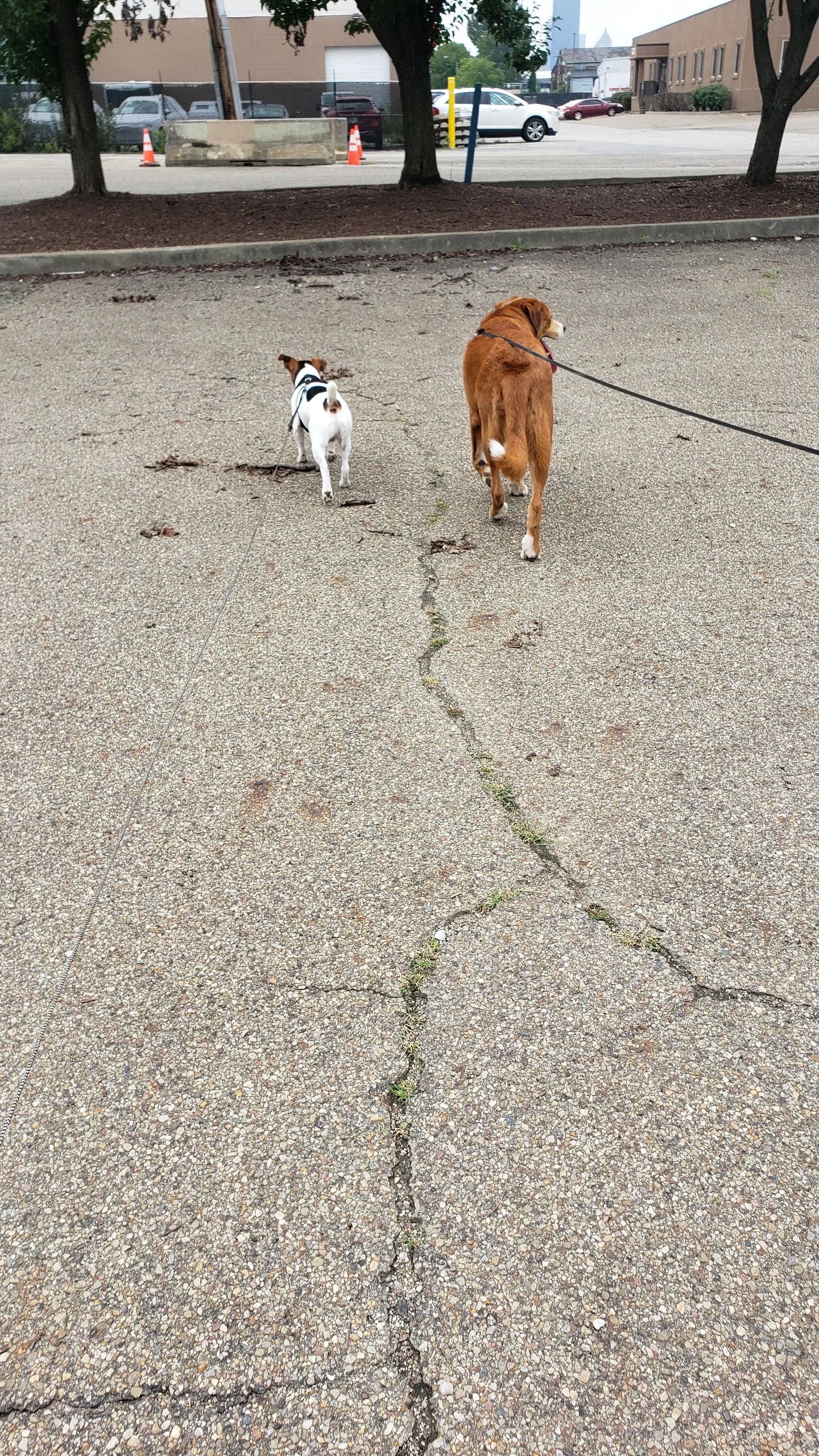 Furiends til the end!! Kubba & Dasher!!