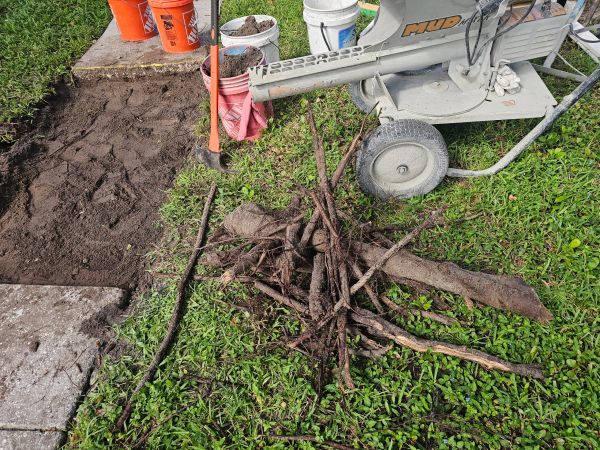 Unearthed roots and soil with gardening tools and buckets.