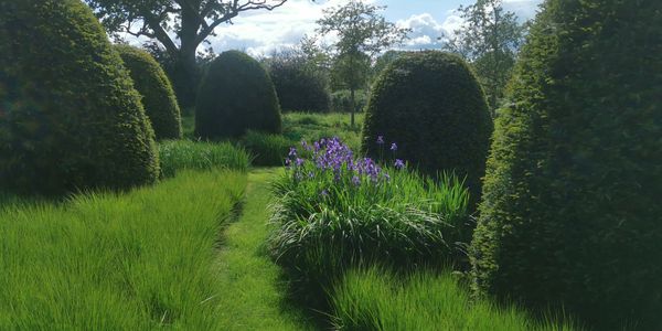 Yew topiary with ornamental grasses
