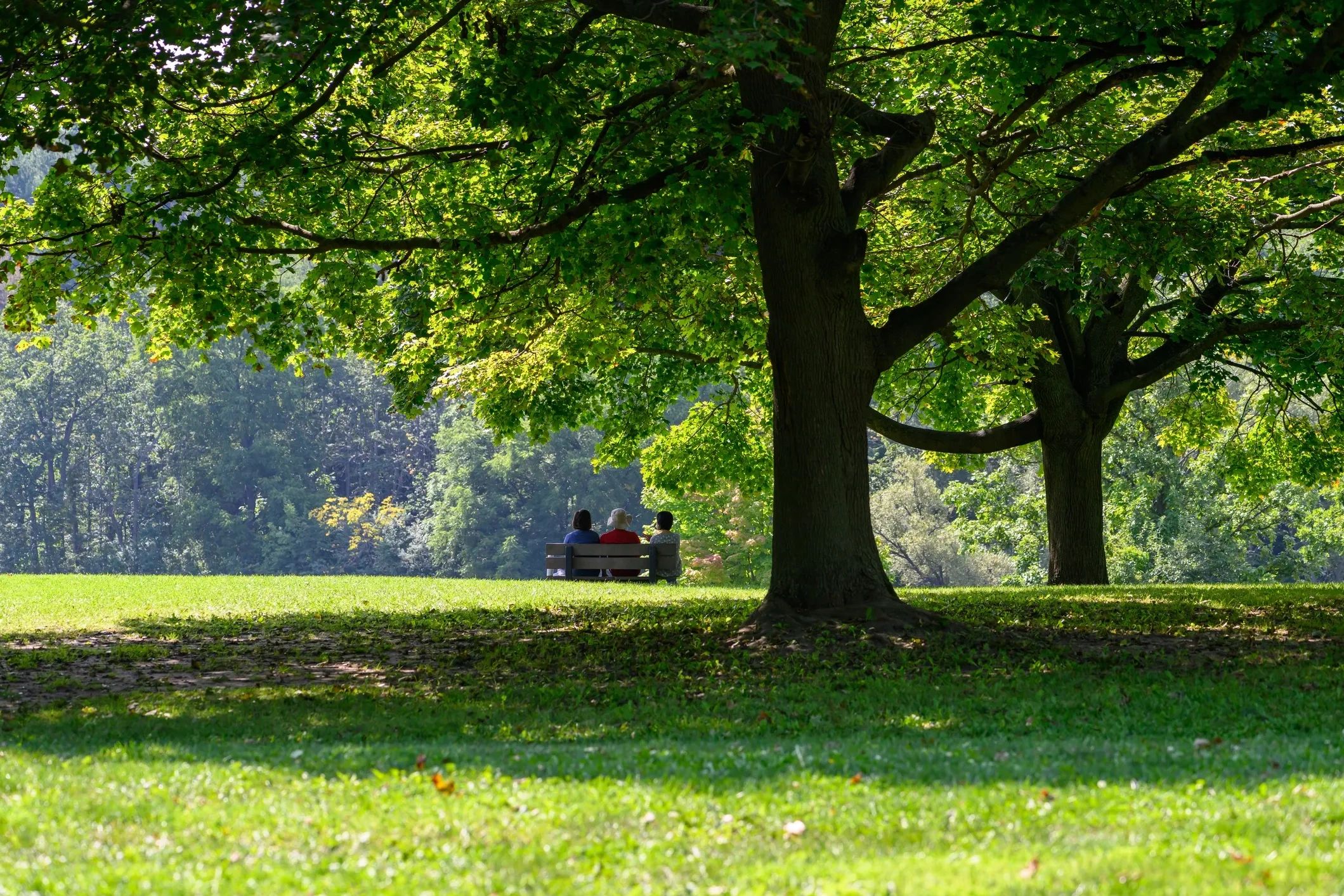 Three people sitting on a bench in a sunny park under large green trees.