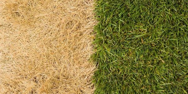 Lawn revitalizing, grass growing, sod services, lawn regrowth, dead lawn, green grass, full lush lawn