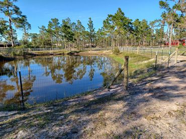 No-climb wire with wooden dead man bracing and T-posts.