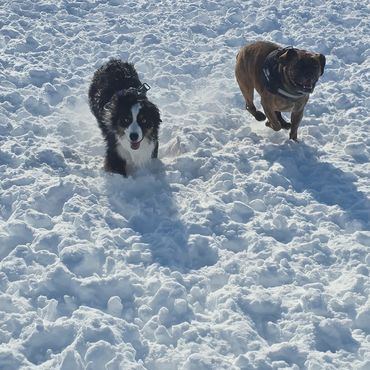 Doggos Runnnnniiiiiinnnnn in the SNOWWWWW!!!