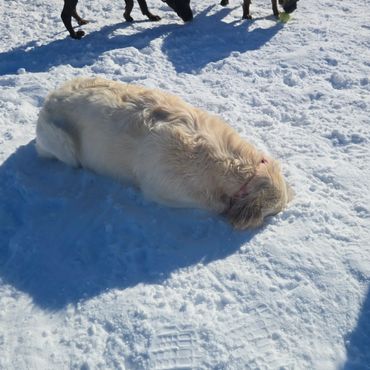 Doggy hiding in the snow!