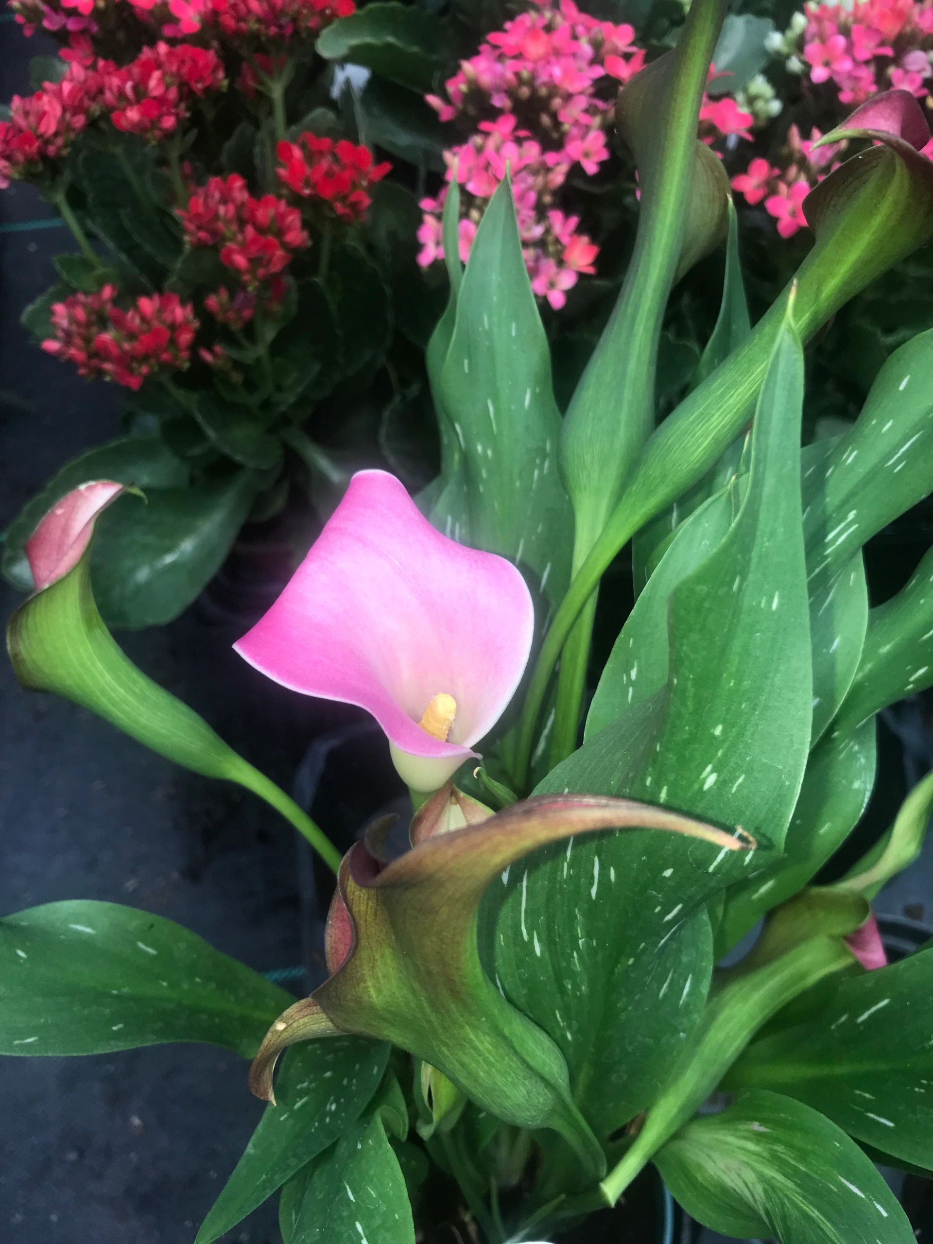 Gunter's Greenhouse Garden Center, Flowers