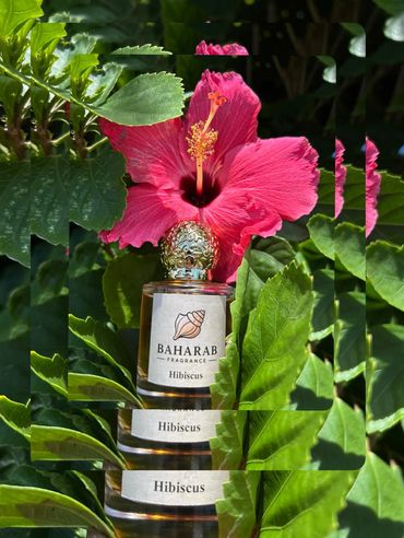 Hibiscus
