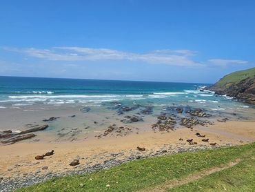 Cows resting on a sandy beach with clear blue ocean and green hills under a sunny sky.