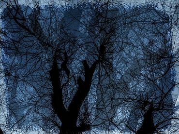 Double exposure studies of Siberian Elms in downtown Santa Fe, NM.