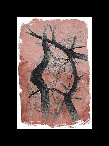 Winter tree studies in black and white with added textural backgrounds and special borders.