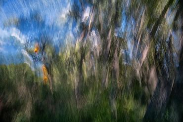 Summer Tree Studies using slow shutter speeds and intentional camera motion to create a more painter