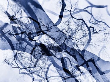 Winter tree studies with double exposure, added textures.