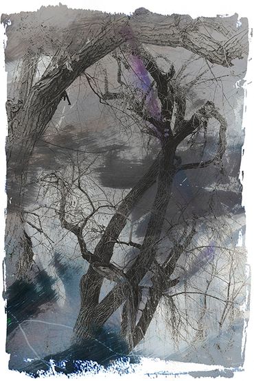 Winter Tree Studies in Santa Fe, NM