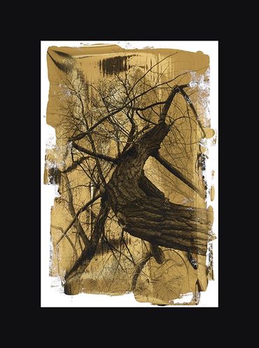 Black and White images of winter trees with textural backgrounds and borders.