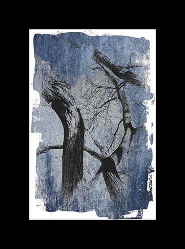 Winter tree studies in black and white with added textural backgrounds and special borders.