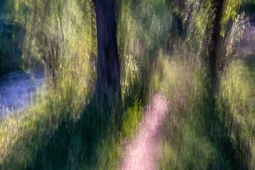 Summer Tree Studies using slow shutter speeds and intentional camera motion to create a more painter