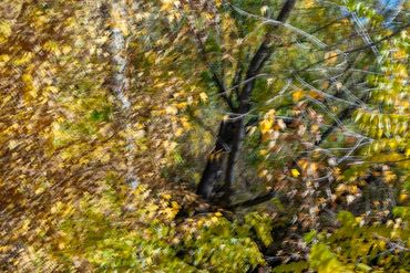 Fall color studies along the Santa Fe River using slow shutter speed and intentional camera movement