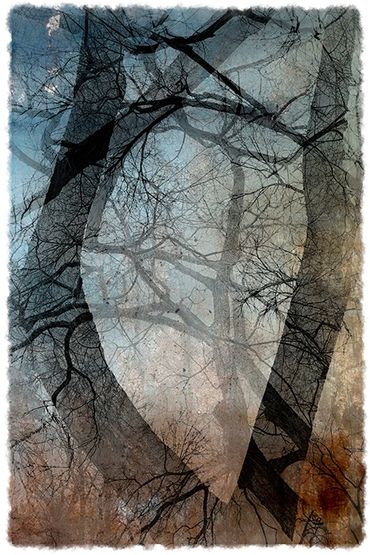 Winter Tree Studies in Santa Fe, NM