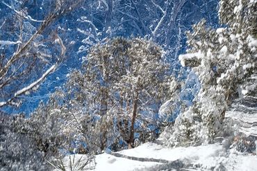 Exploring a snowy trail utilizing slow shutter, double exposure and intentional camera motion.