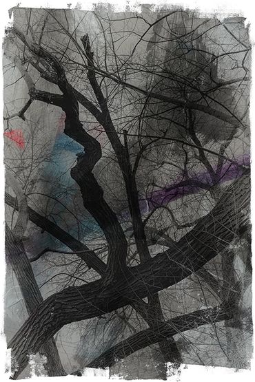 Winter Tree Studies in Santa Fe, NM