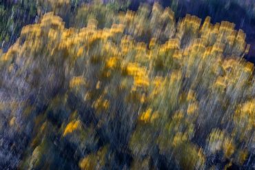 Double exposure, slow shutter studies of Chamisa.