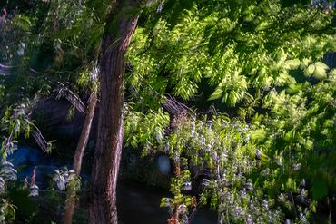 Summer Tree Studies using slow shutter speeds and intentional camera motion to create a more painter