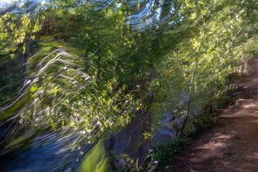 Summer Tree Studies using slow shutter speeds and intentional camera motion to create a more painter