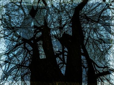 Double exposure studies of Siberian Elms in downtown Santa Fe, NM.