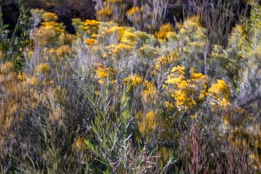 Double exposure, slow shutter studios of Chamisa by the River.