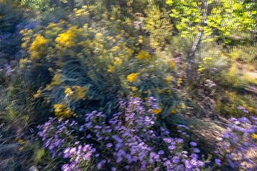 Asters and Chamisa in motion.