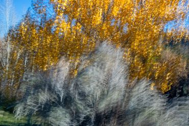 Fall color studies along the Santa Fe River using slow shutter speed and intentional camera movement