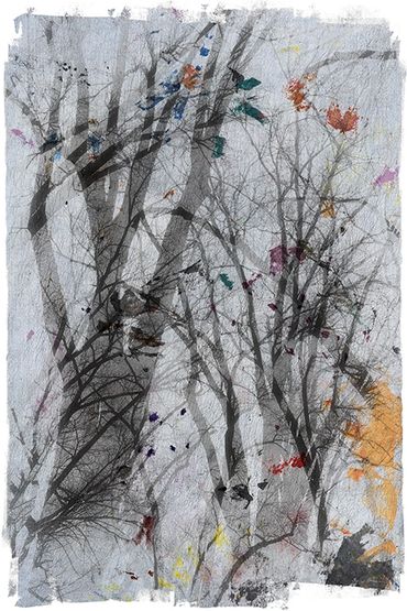 Winter Tree Studies in Santa Fe, NM