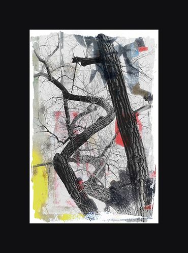 Black and White images of winter trees with textural backgrounds and borders.