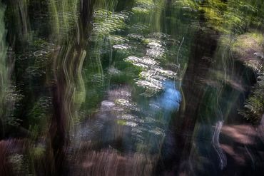 Summer Tree Studies using slow shutter speeds and intentional camera motion to create a more painter