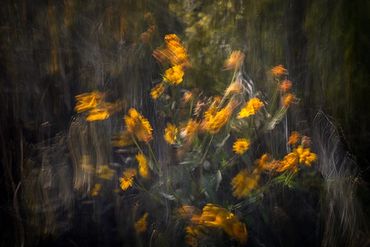Black Eyed Susans in motion.