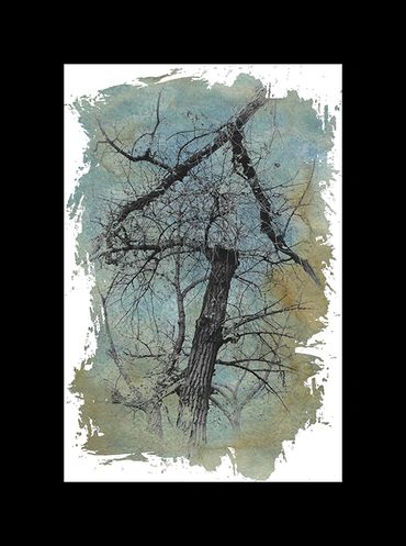 Winter tree studies in black and white with added textural backgrounds and special borders.