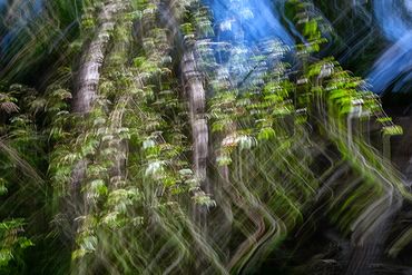 Summer Tree Studies using slow shutter speeds and intentional camera motion to create a more painter