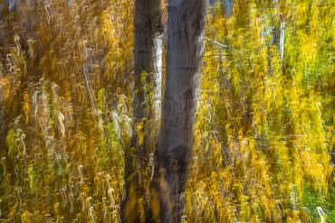 Fall color studies along the Santa Fe River using slow shutter speed and intentional camera movement