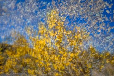 Fall color studies along the Santa Fe River West. Slow shutter, double exposure and intentional came