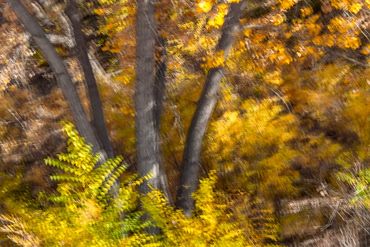 Fall color studies along the Santa Fe River using slow shutter speed and intentional camera movement