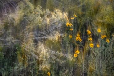 Chamisa and Black Eyed Susans in motion