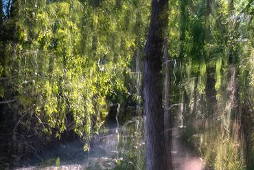 Summer Tree Studies using slow shutter speeds and intentional camera motion to create a more painter