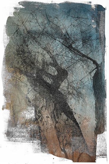 Winter Tree Studies in Santa Fe, NM